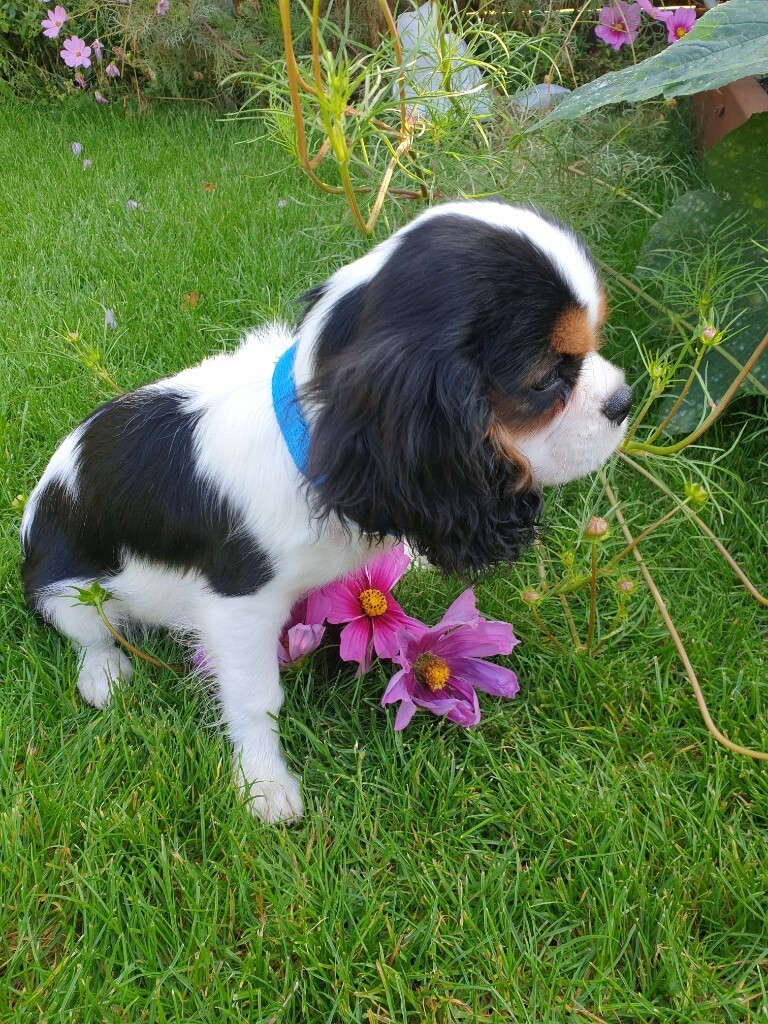 gumtree king charles cavalier